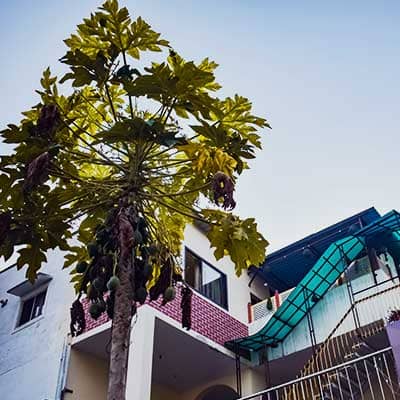 Hostel Papaya Tree